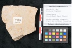Foto (Objekt + Etikett) von Banksia ungeri Ettingshausen (NHMW-GEO-2024-0188-7937)